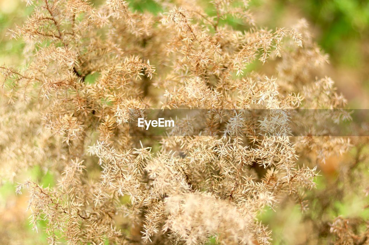 CLOSE-UP OF PLANTS ON LAND