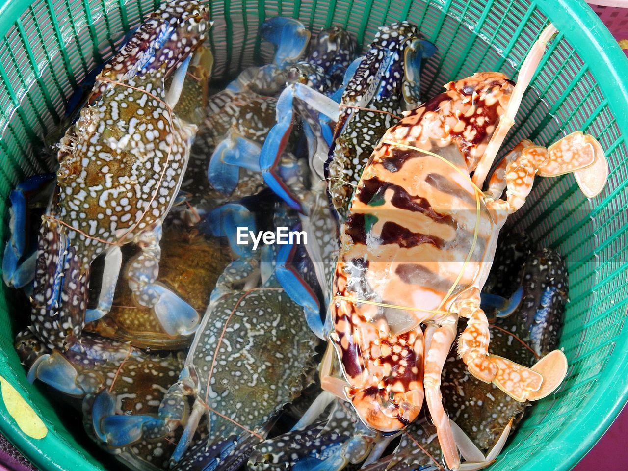 HIGH ANGLE VIEW OF FRESH FOOD IN PLATE