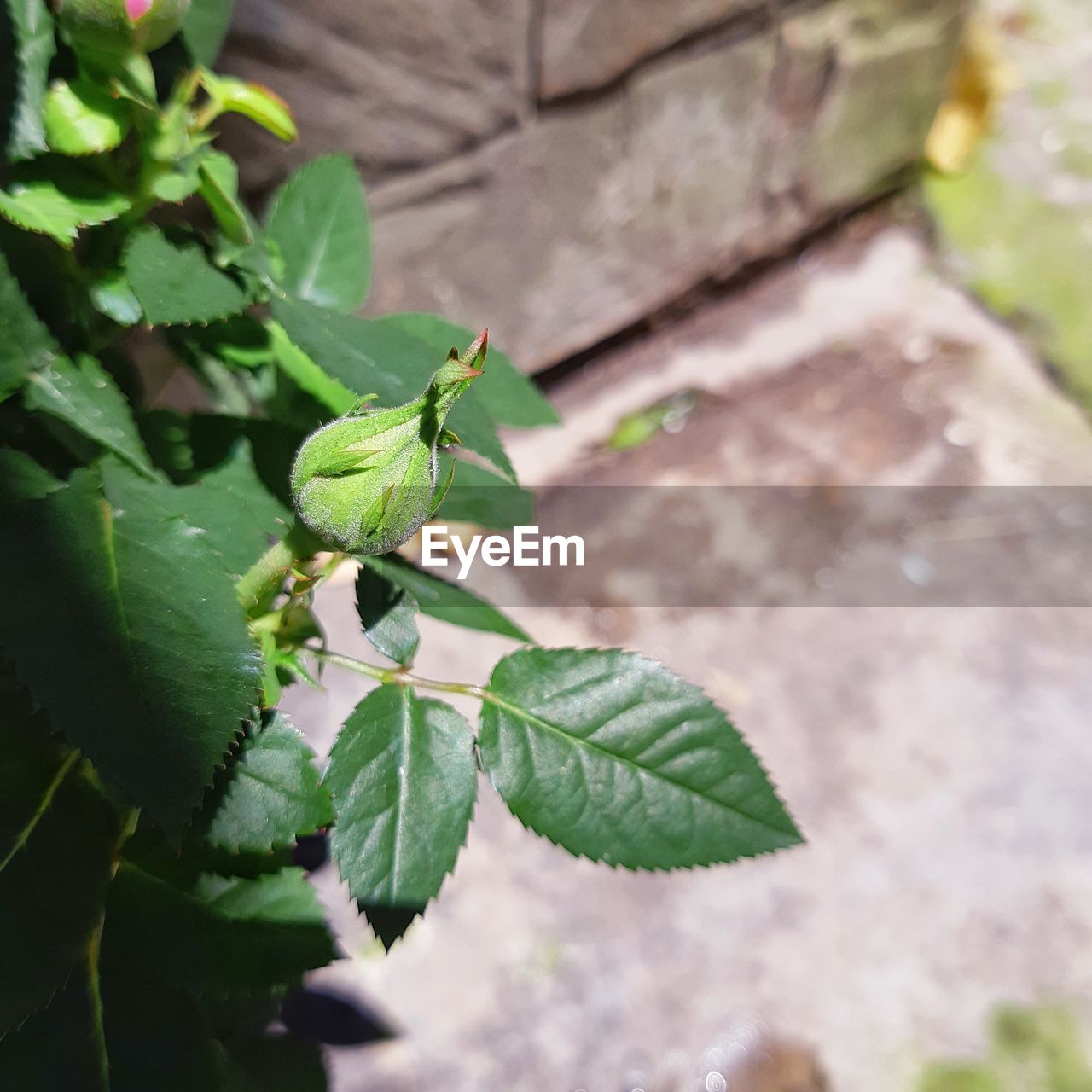 CLOSE-UP OF GREEN INSECT ON LEAVES