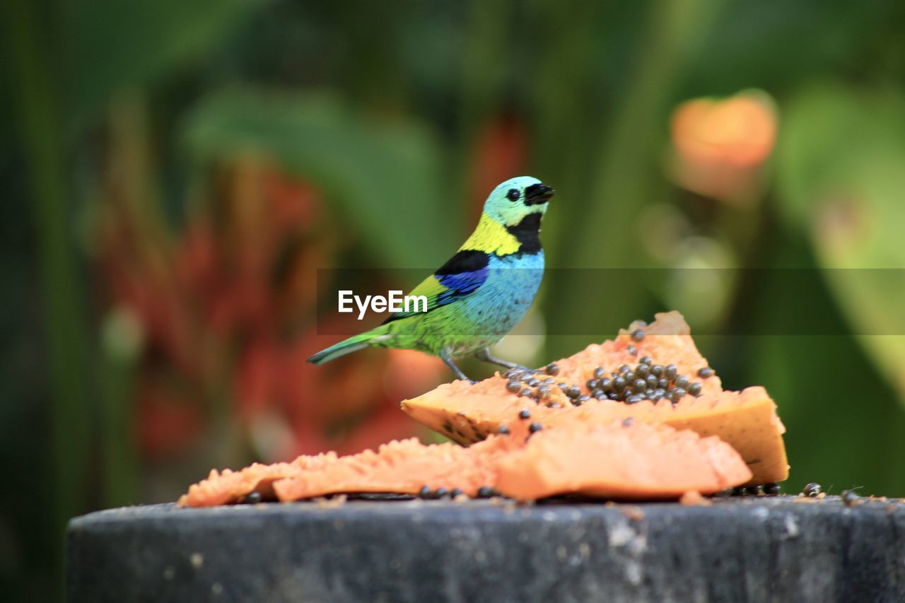 CLOSE-UP OF A BIRD