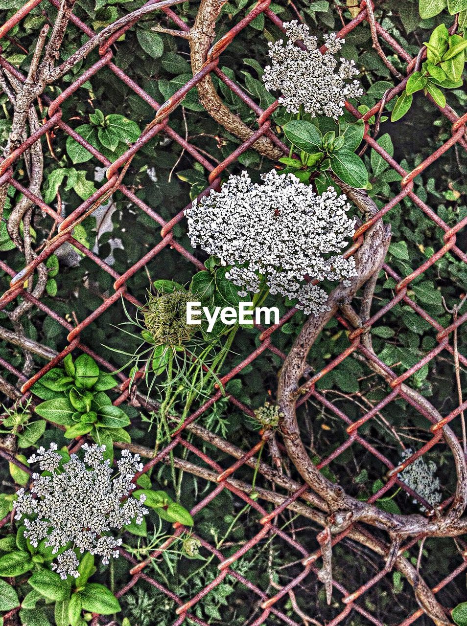 Plants on chain link fence