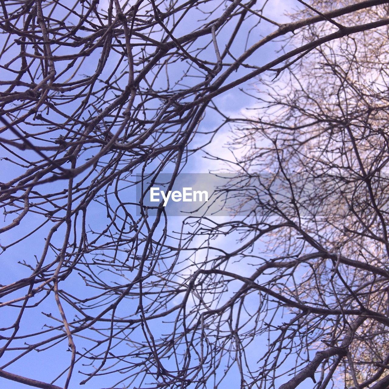 LOW ANGLE VIEW OF BARE TREES AGAINST THE SKY