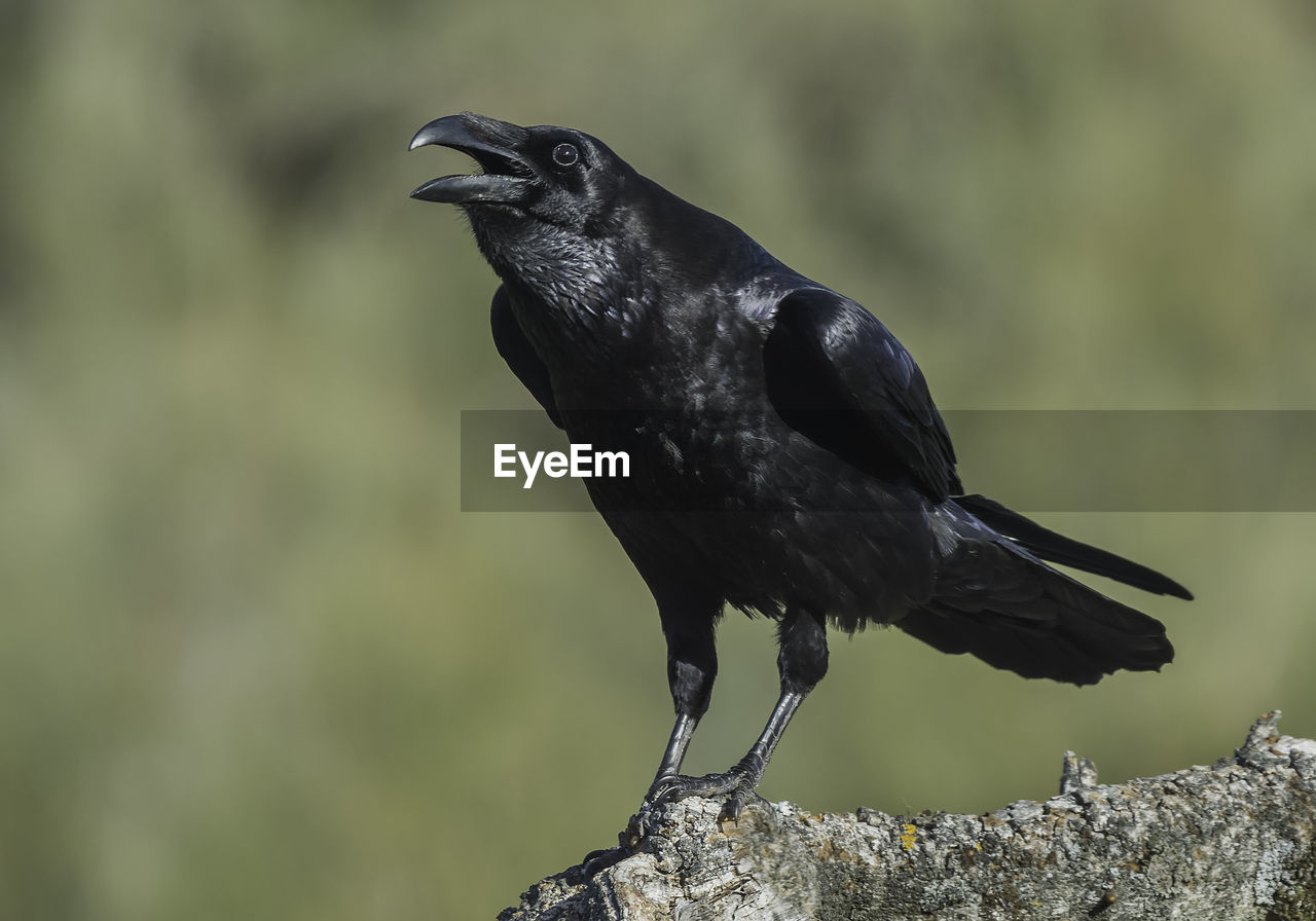 Close-up of raven perching on branch