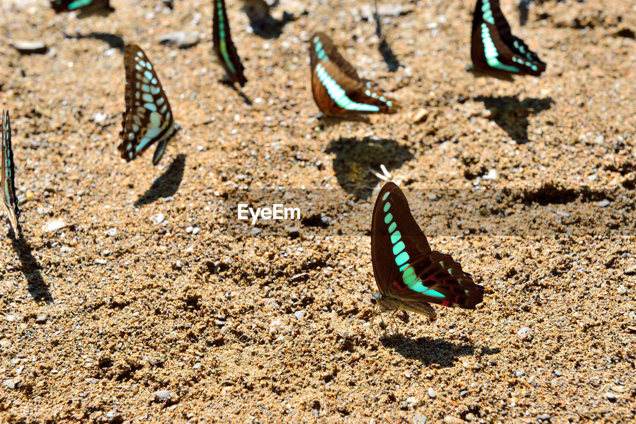 HIGH ANGLE VIEW OF CATERPILLAR ON SAND