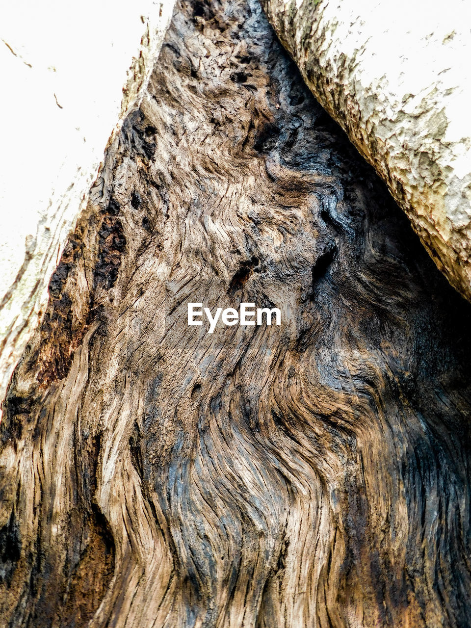 FULL FRAME SHOT OF TREE BARK