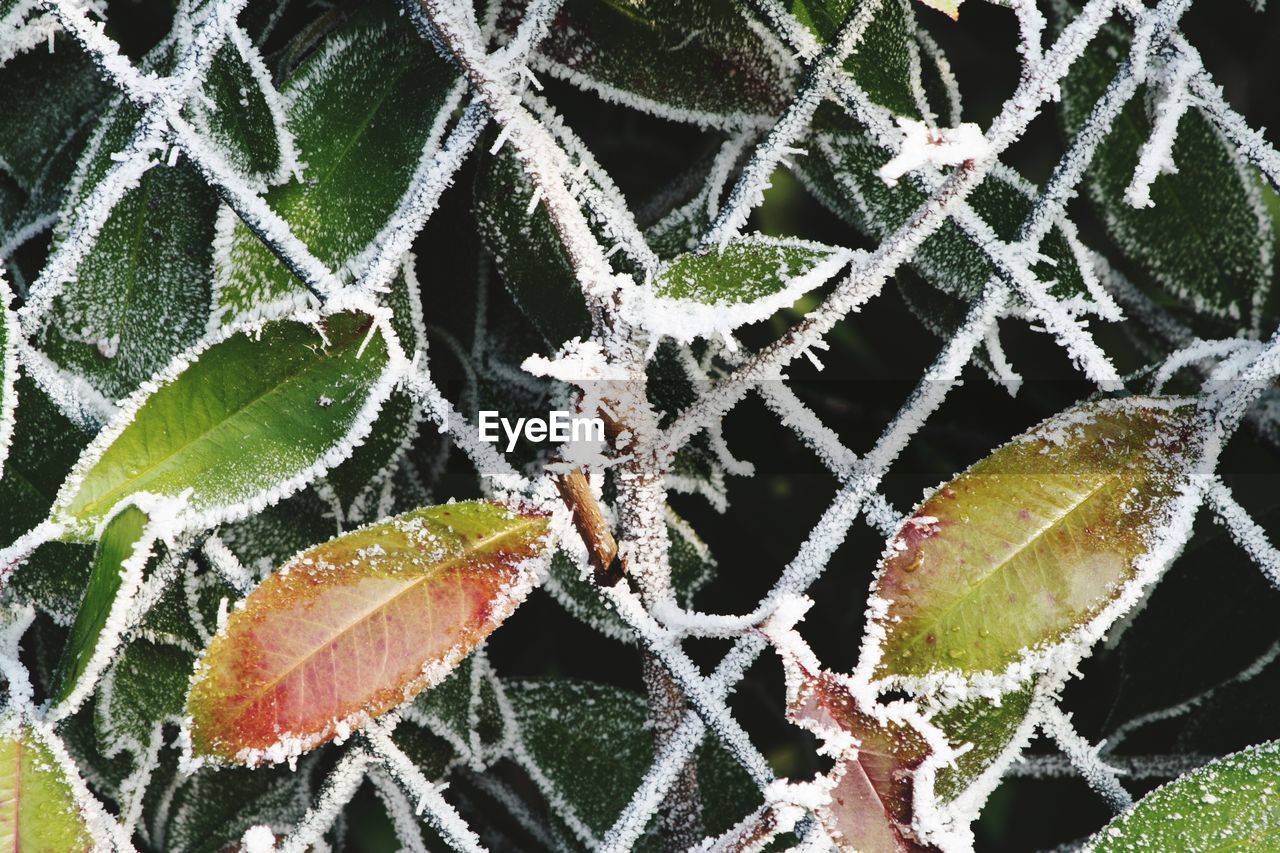 CLOSE-UP OF FROST ON LEAVES