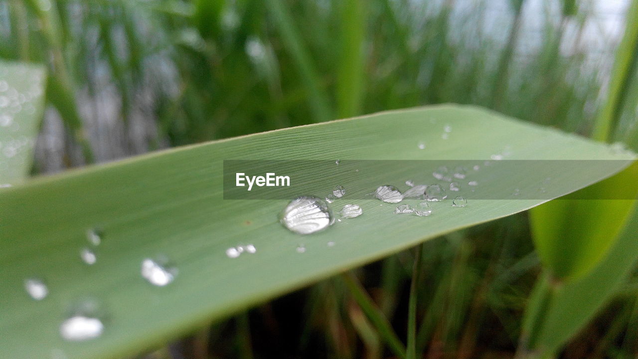 Water drops on leaf