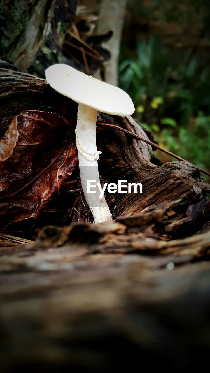 CLOSE-UP OF MUSHROOM IN FOREST