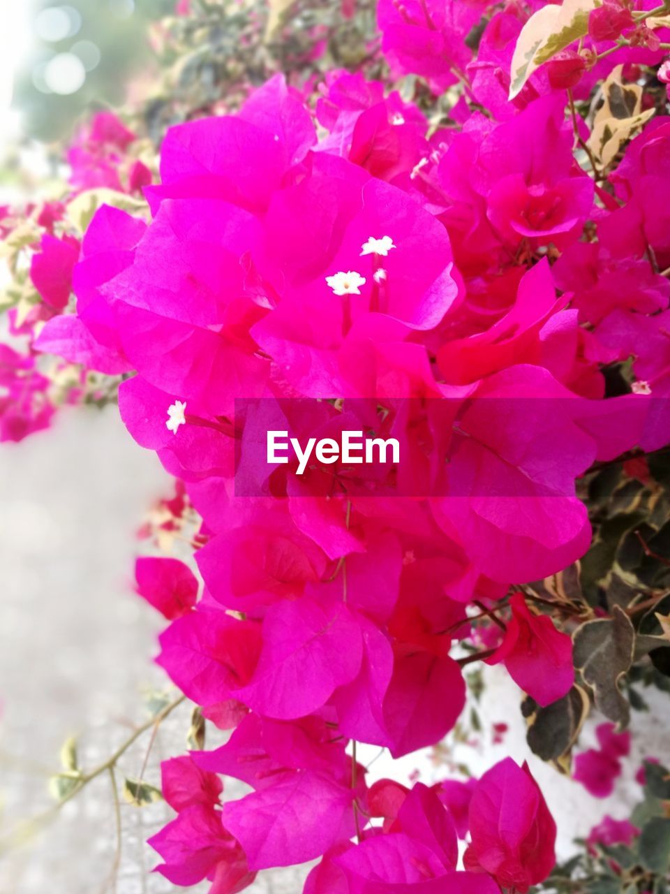 CLOSE-UP OF BOUGAINVILLEA BLOOMING OUTDOORS