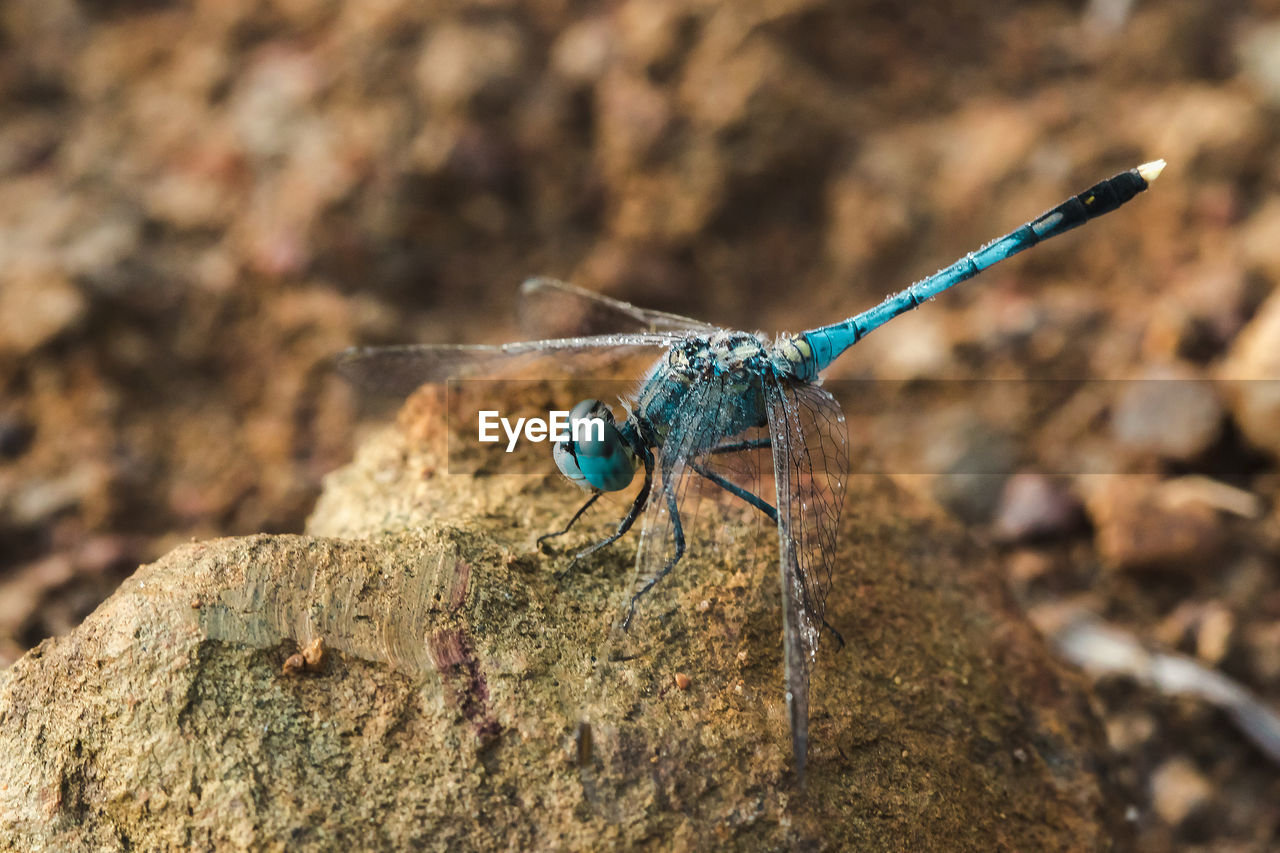 CLOSE-UP OF BUG ON ROCK