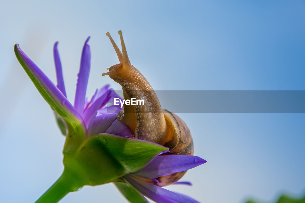 Close-up of snail on purple flower against blue sky