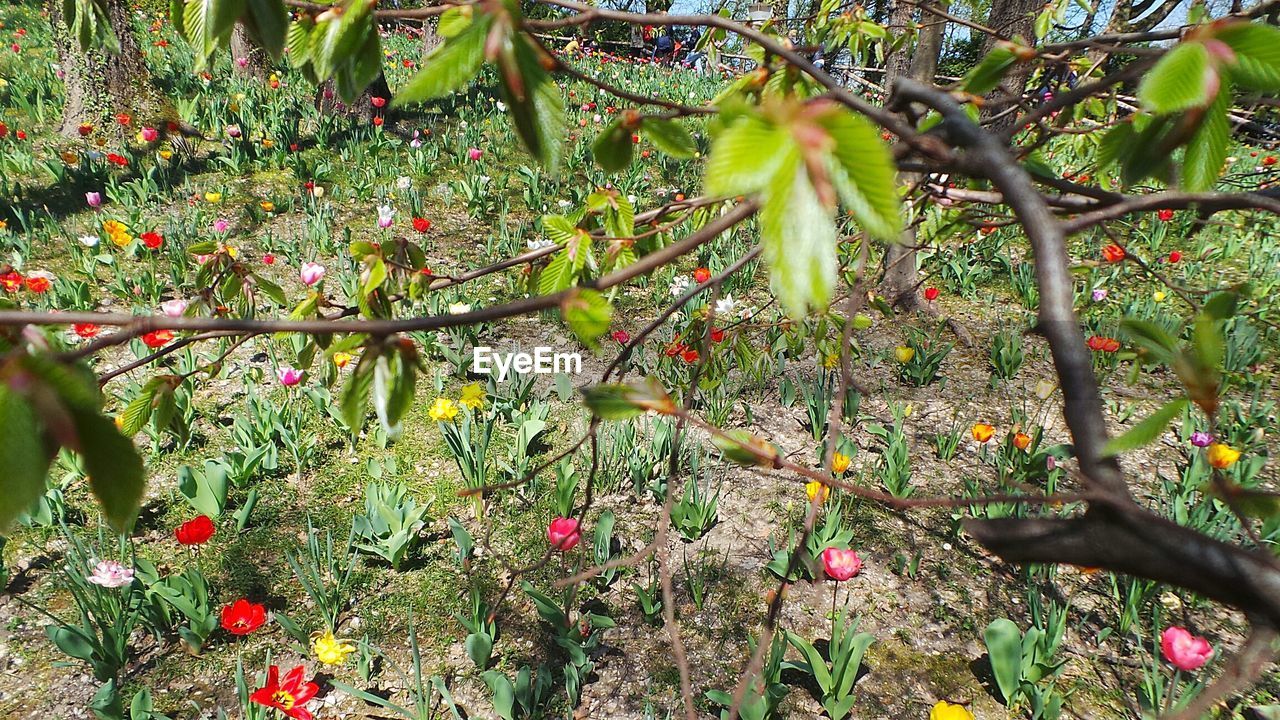 Close-up high angle view of flowers and leaves