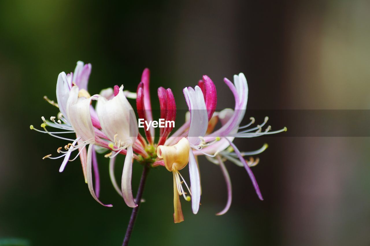 Close-up of pink flower