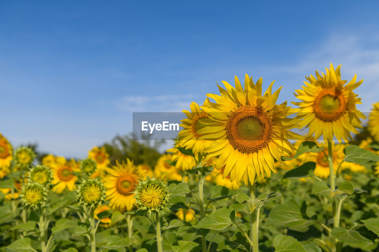 Beautiful sunflower field on summer with blue sky at lop buri province,thailand