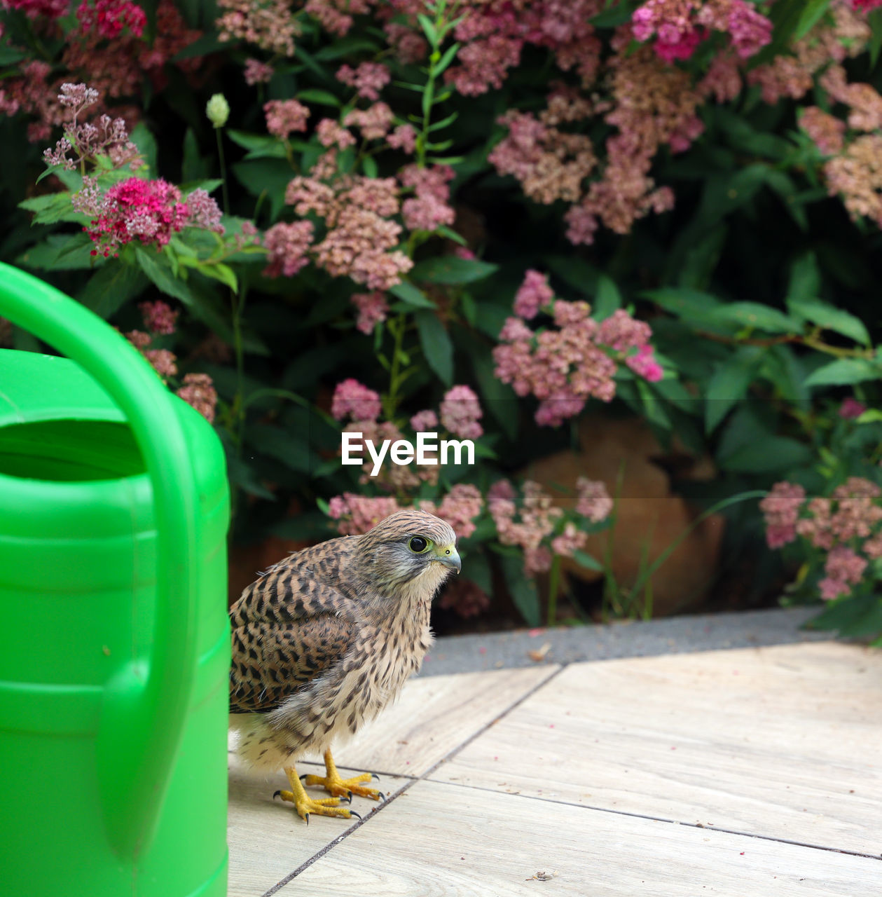 animal themes, animal, flower, flowering plant, one animal, plant, nature, green, bird, animal wildlife, no people, garden, wildlife, beauty in nature, backyard, outdoors, day, summer, front or back yard, leaf, pink, spring, lawn, mammal