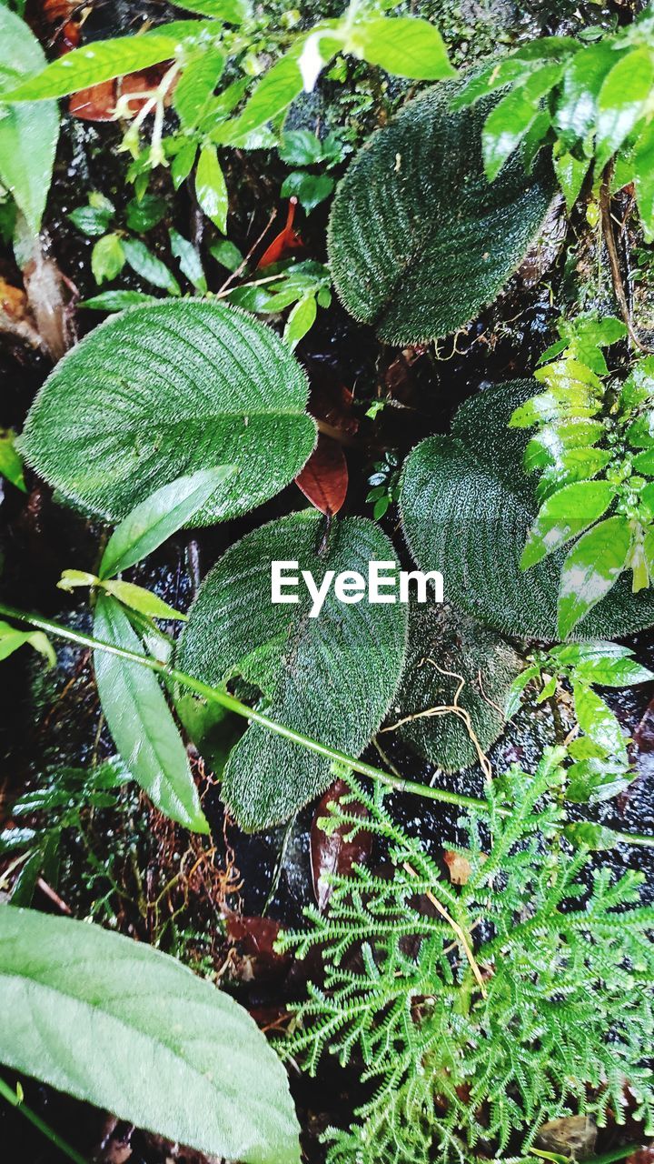 CLOSE-UP OF WET LEAVES ON FIELD