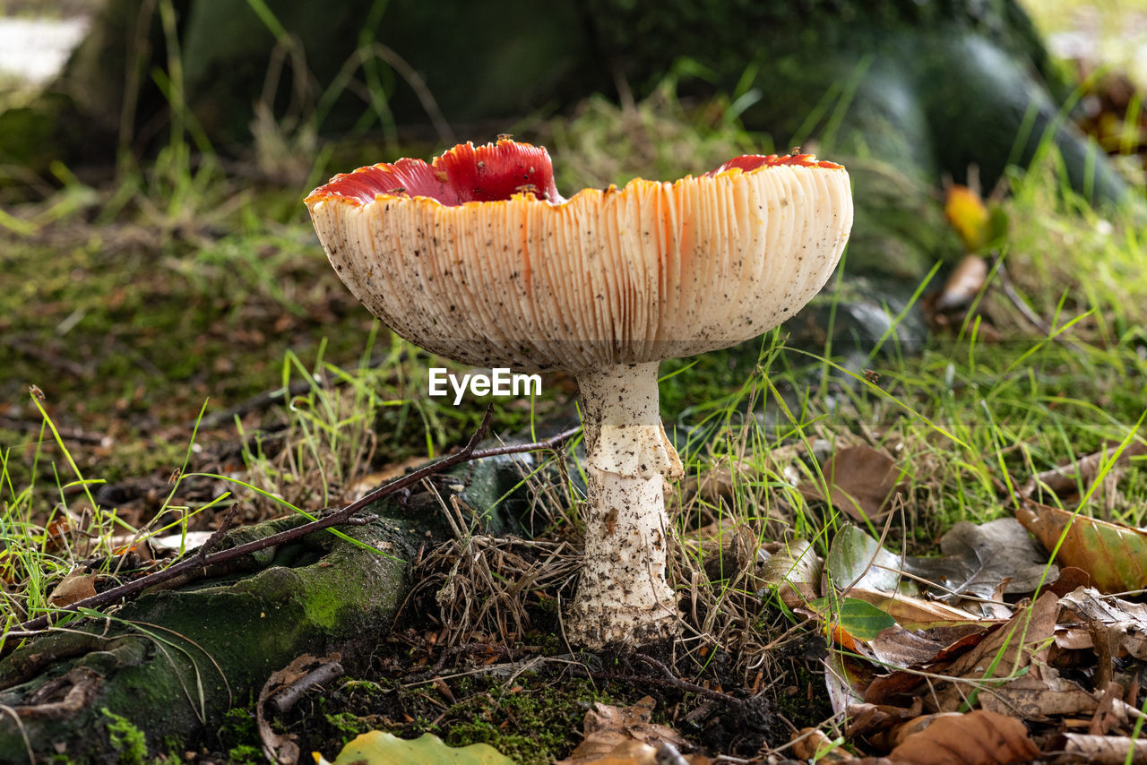 Close-up of agaric mushroom growing on field