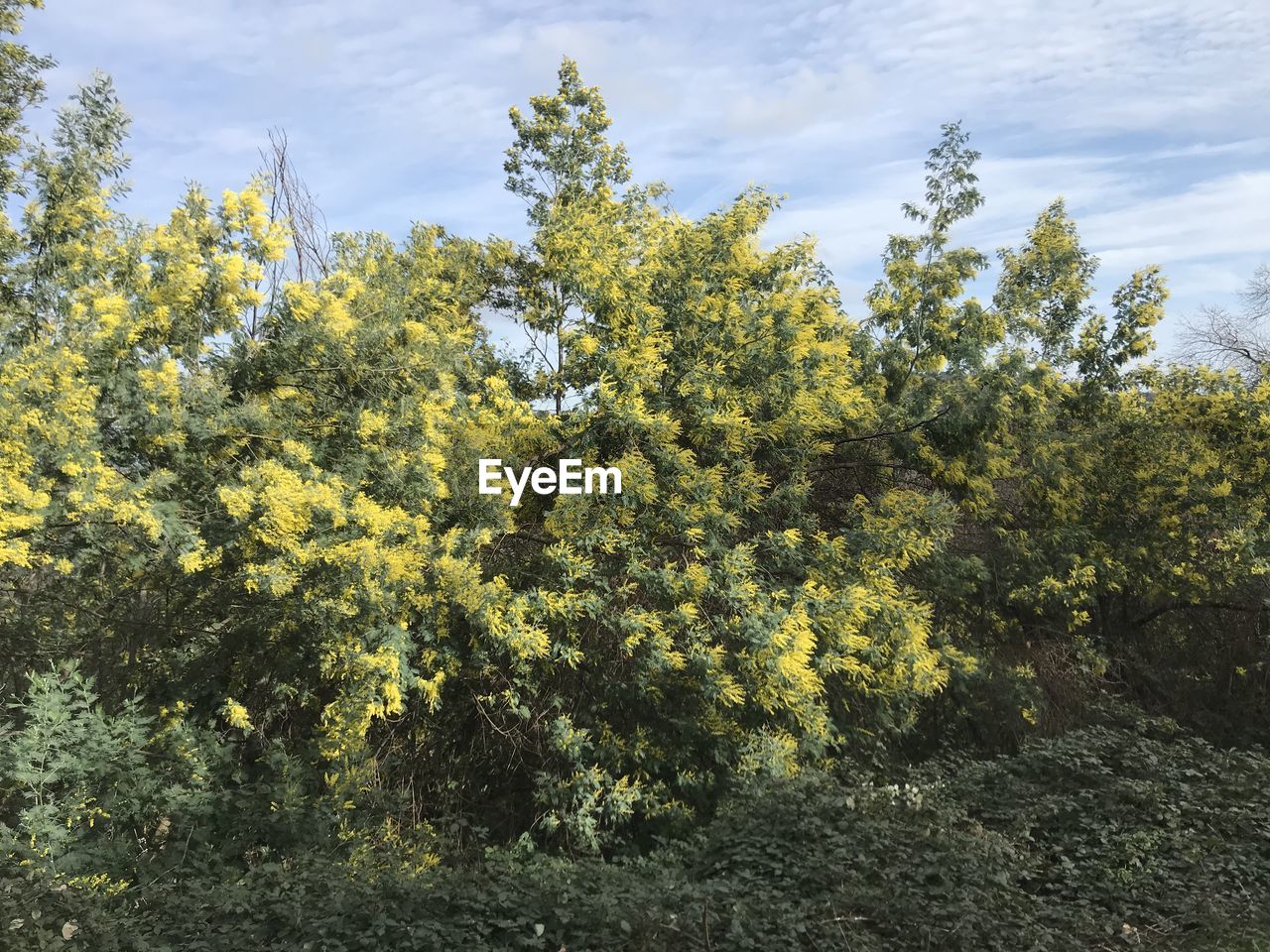 YELLOW FLOWERING PLANTS AND TREES ON FIELD