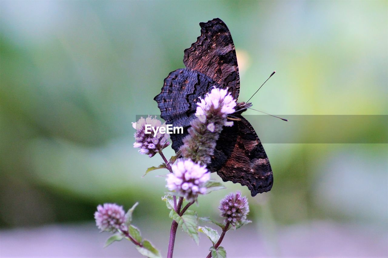 Close-up of butterfly pollinating on flower