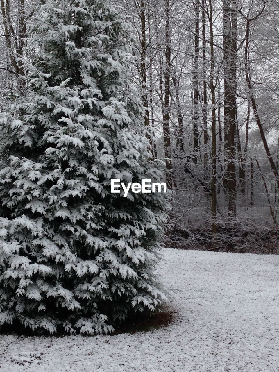 VIEW OF TREES IN FOREST