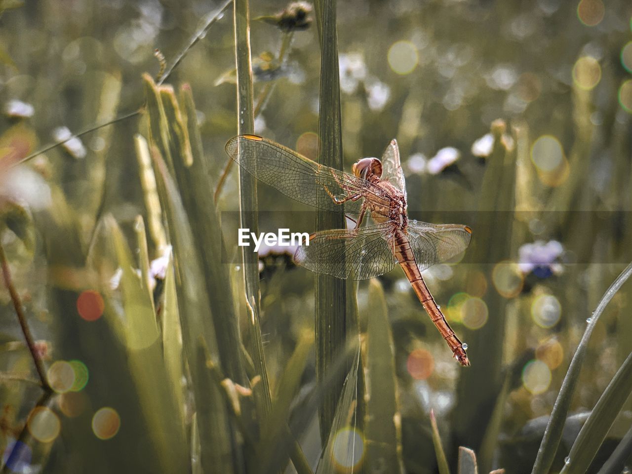 Close-up of dragonfly on plant