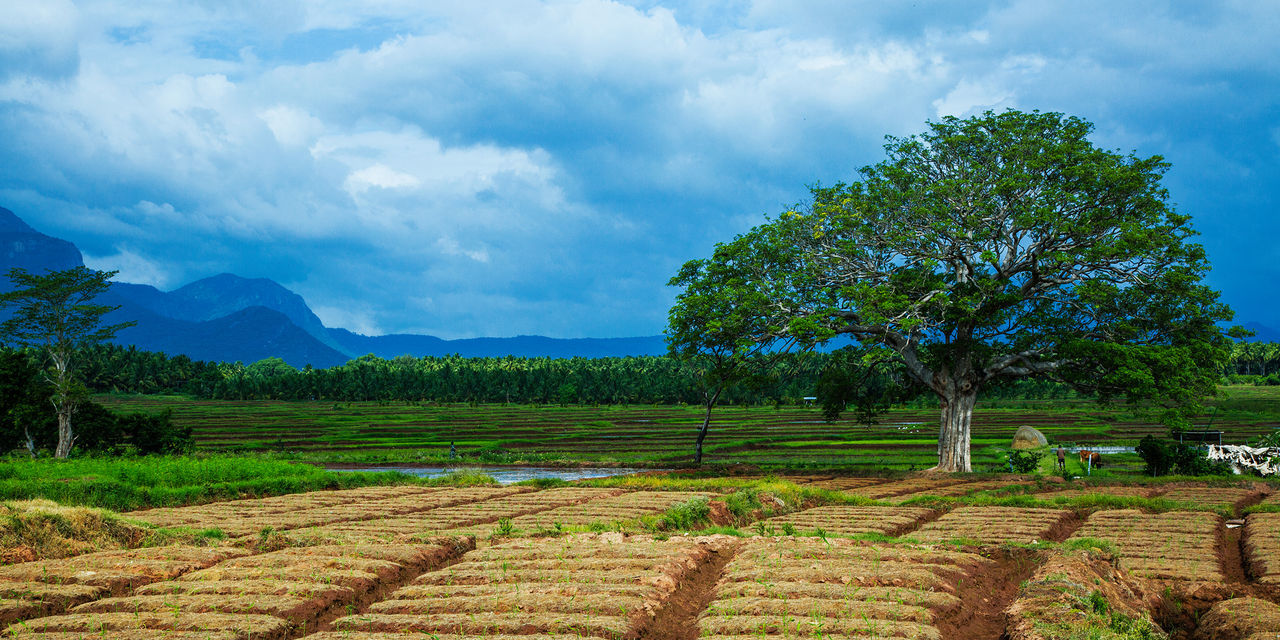 Scenic view of agricultural field against sky