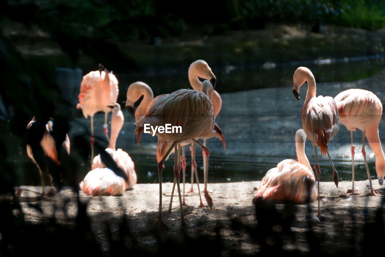 Flamingos in a lake