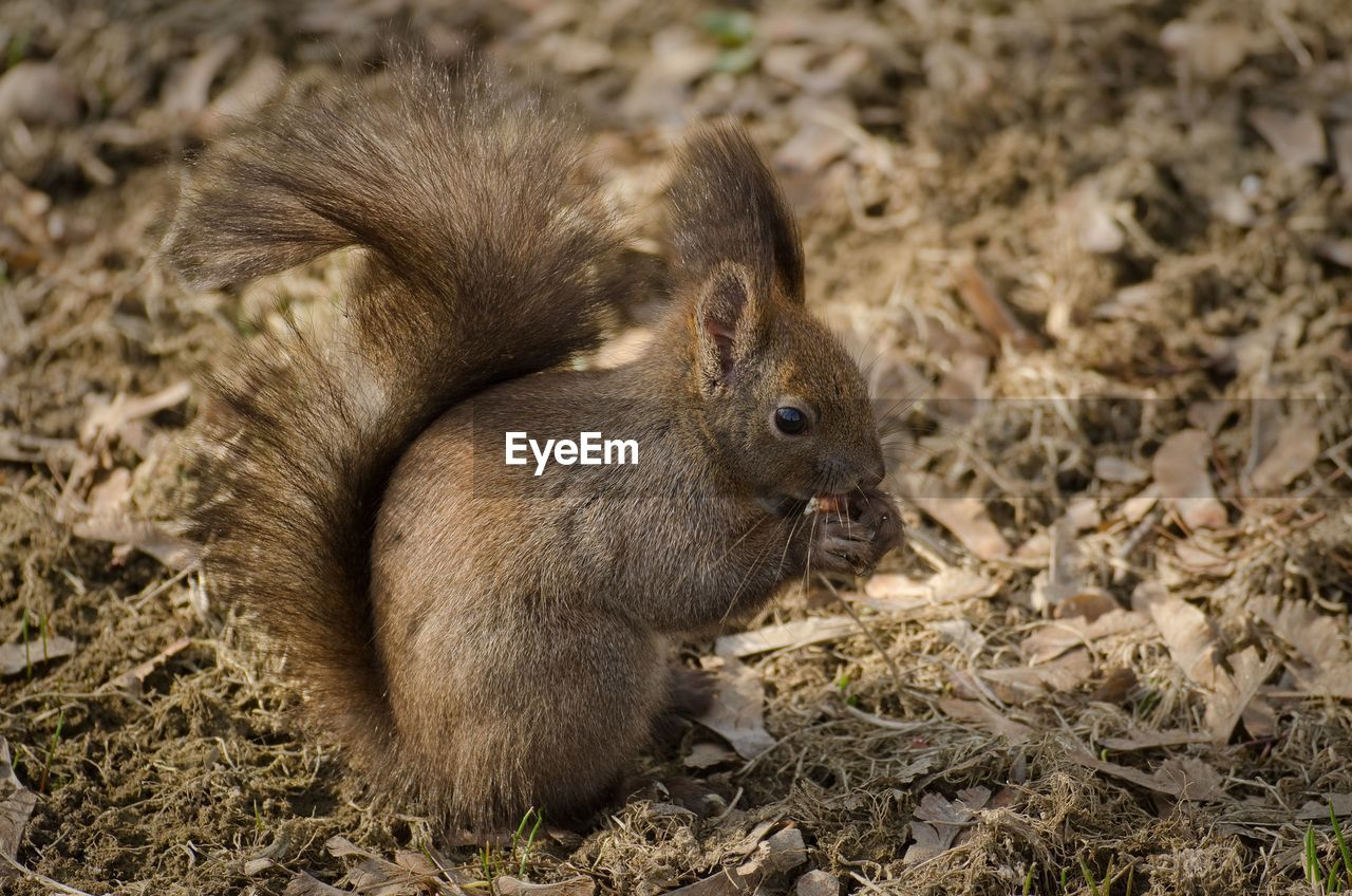 CLOSE-UP OF LIZARD EATING FIELD