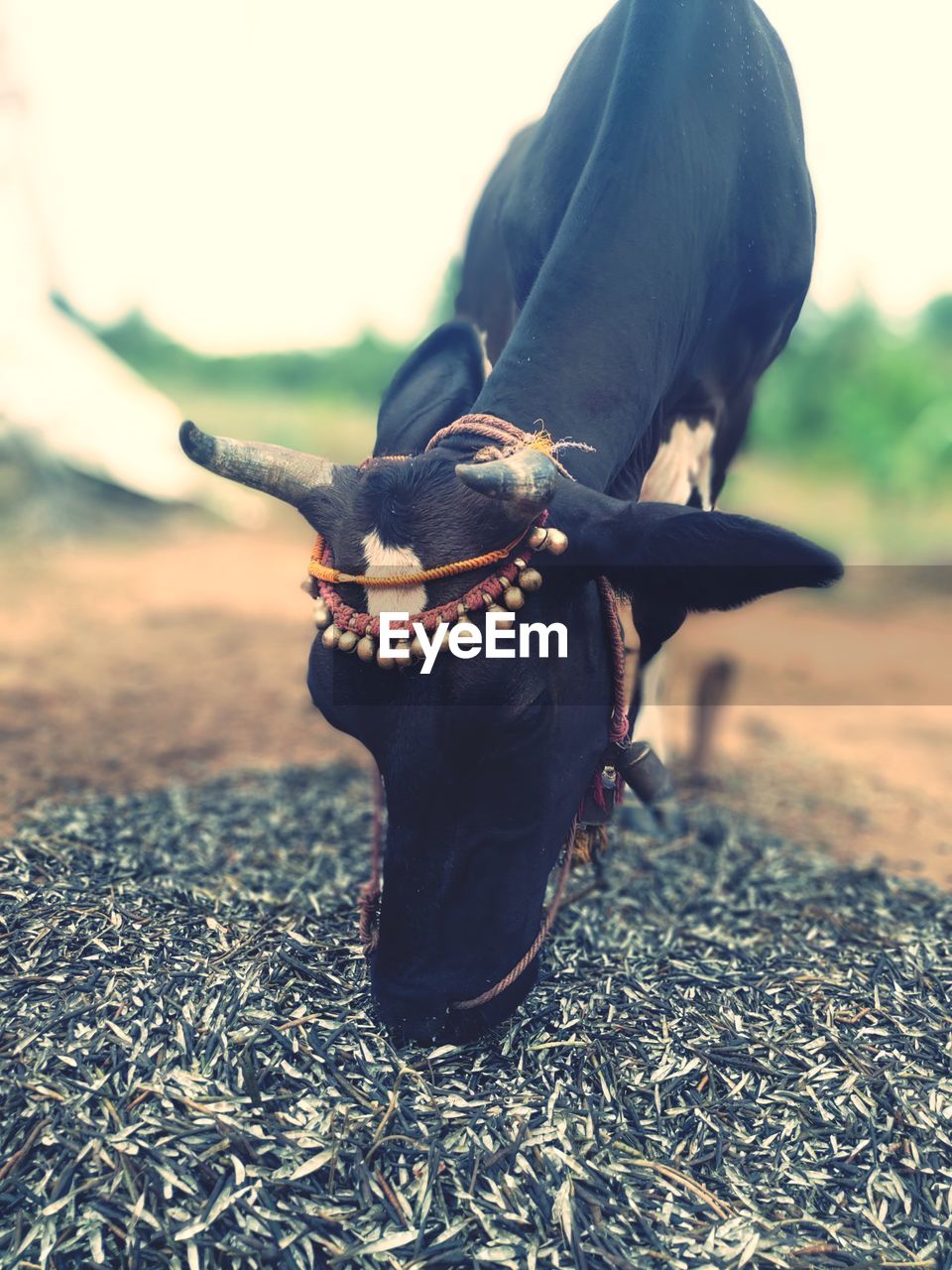 Close-up of cow eating food