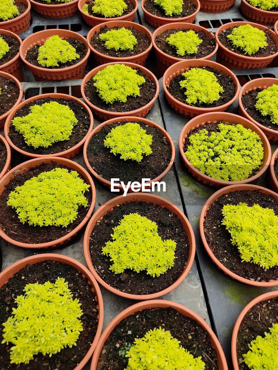 HIGH ANGLE VIEW OF POTTED PLANTS ON DISPLAY