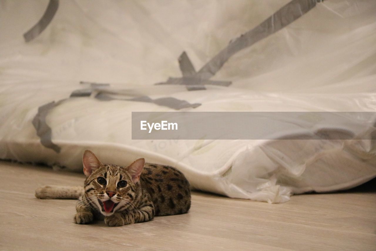 Portrait of bengal cat lying by mattress on hardwood floor