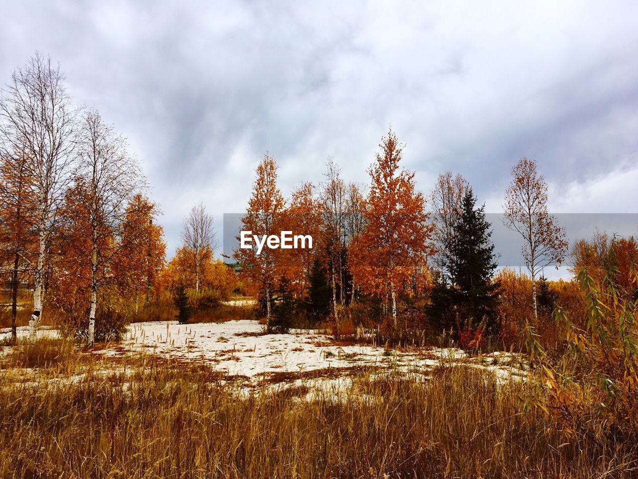 Trees on field against sky during autumn