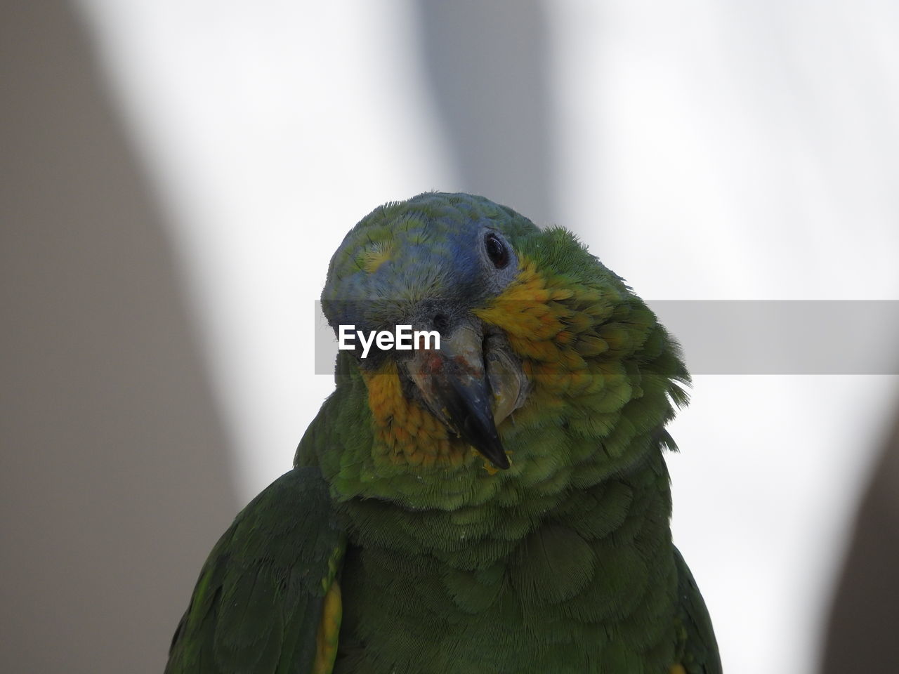 Close-up of parrot at zoo