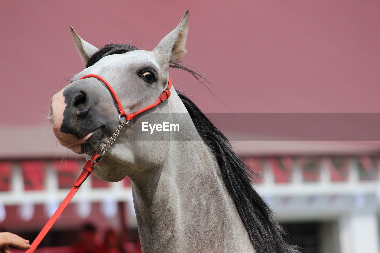 Close-up of horse