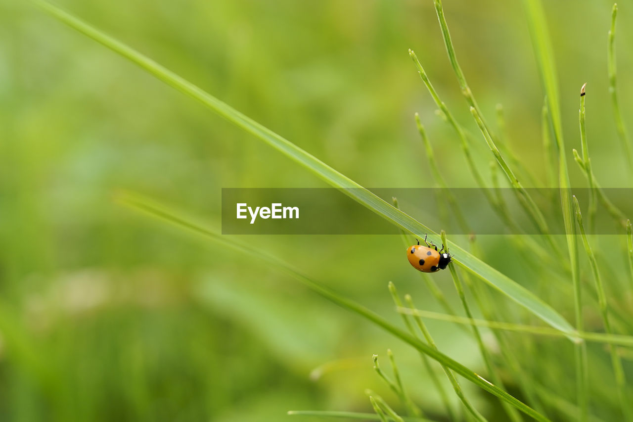 Close-up of ladybug on grass