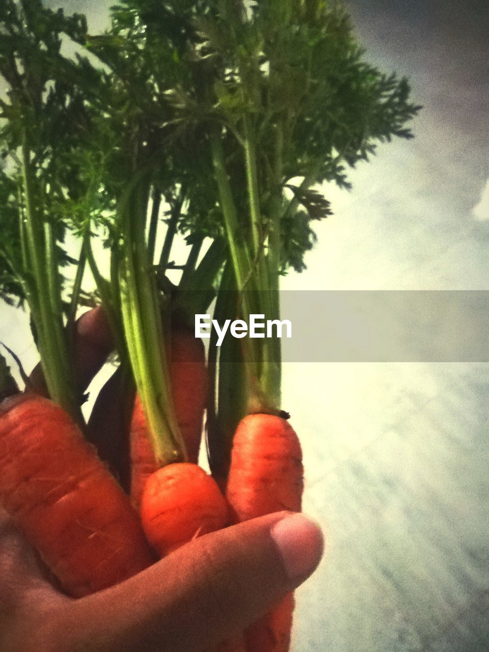 Close-up of hand holding carrots at home