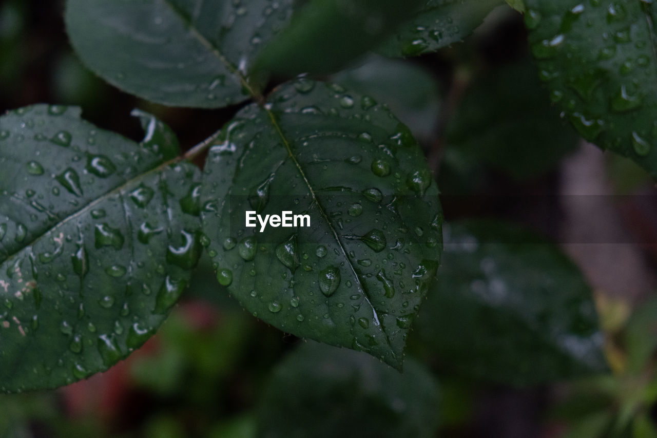 Close-up of wet leaves during rainy season