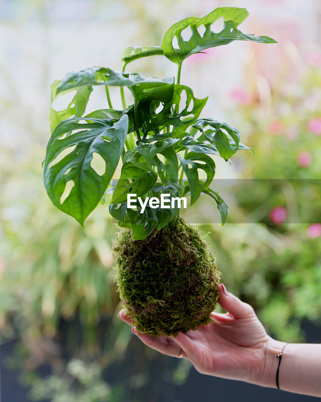 Close-up of hand holding plant