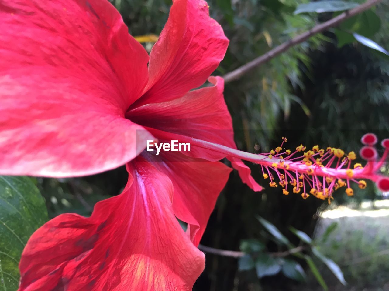 Detail shot of flower against blurred background