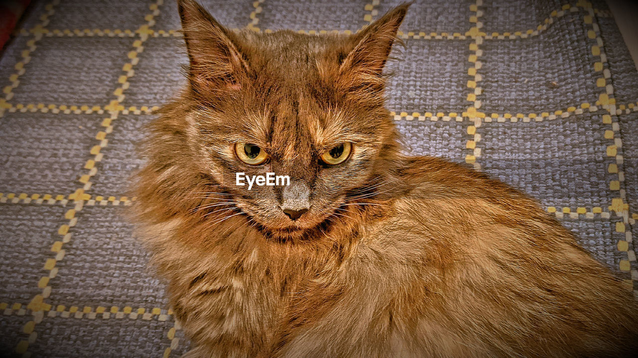 CLOSE-UP PORTRAIT OF A CAT