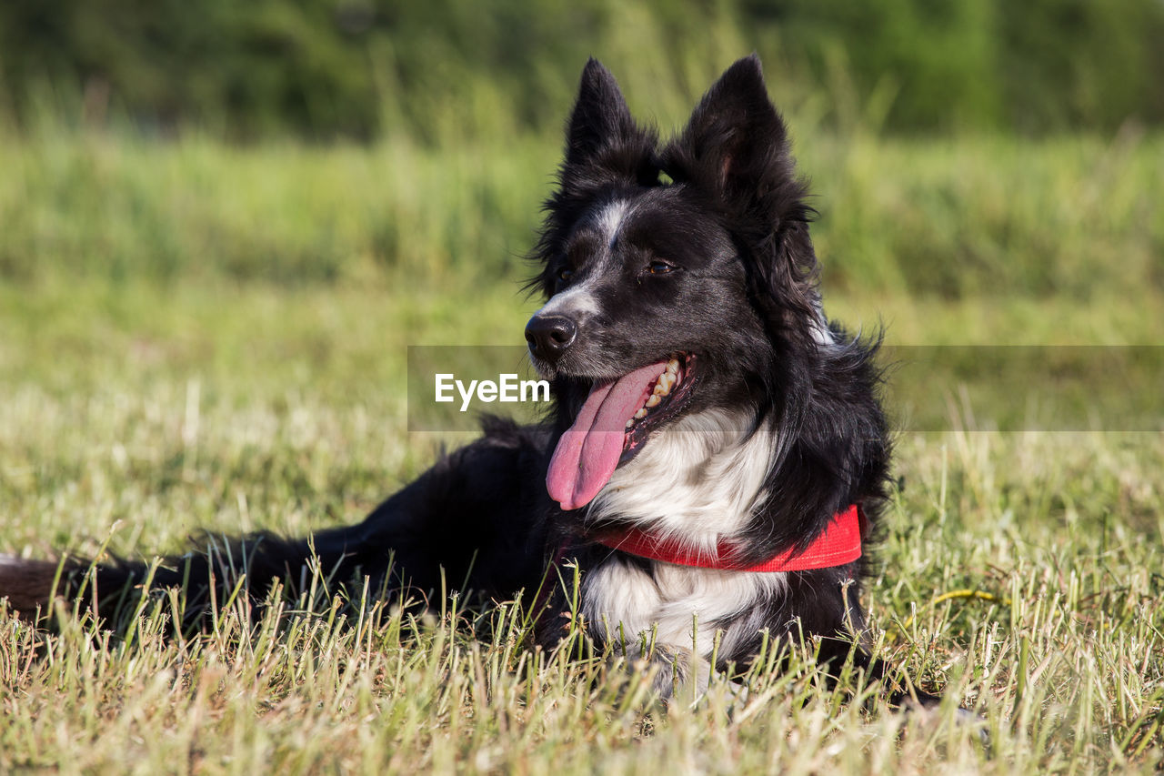 Border collie retrieving a ball during training session