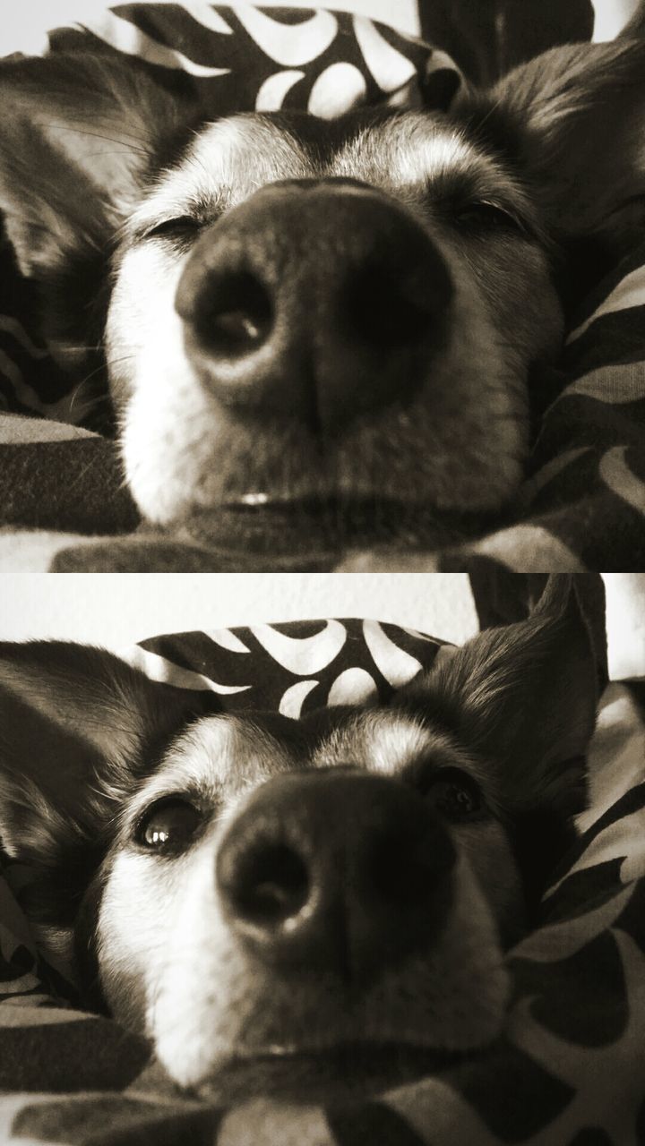 CLOSE-UP PORTRAIT OF DOG