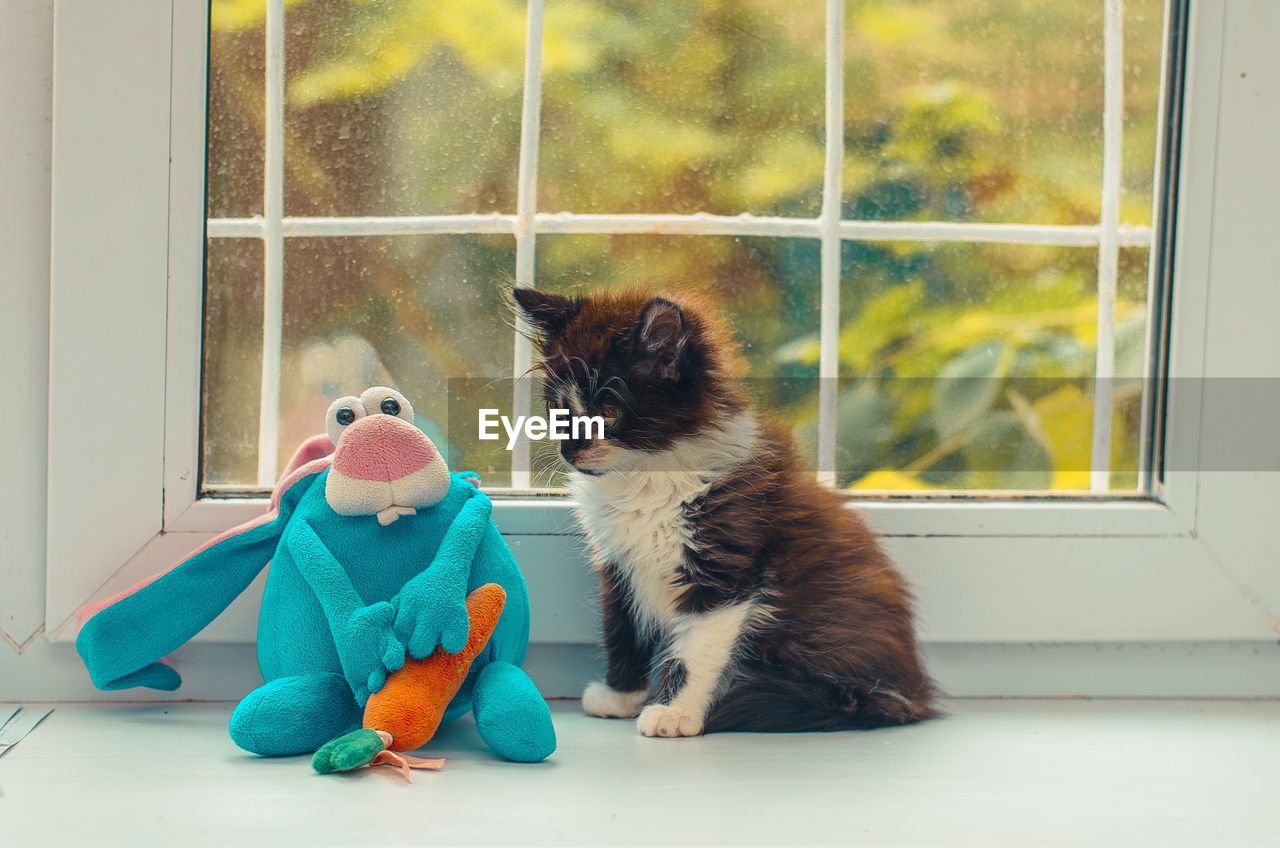 Black and white kitten sitting near a blue toy