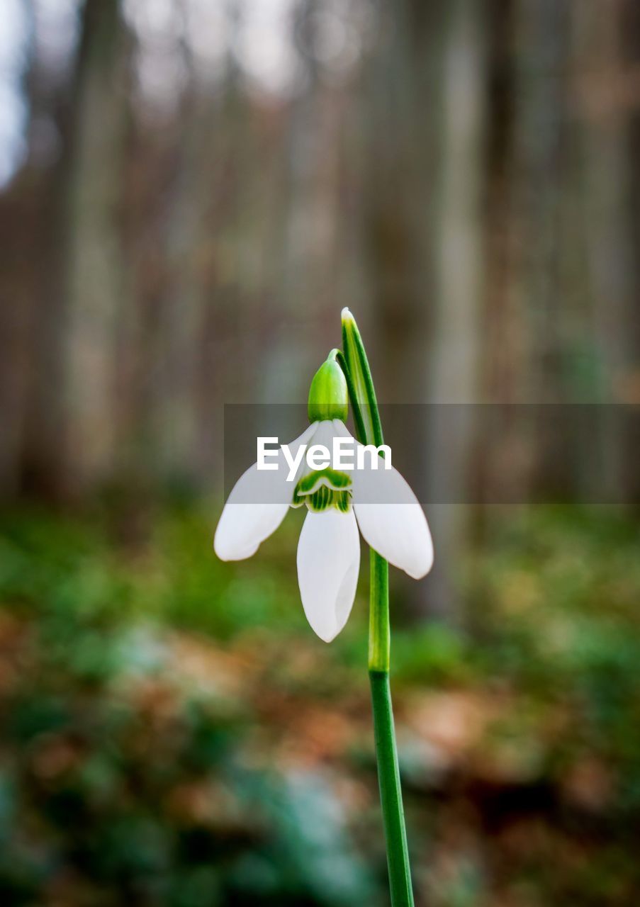 Close-up of white flowering plant