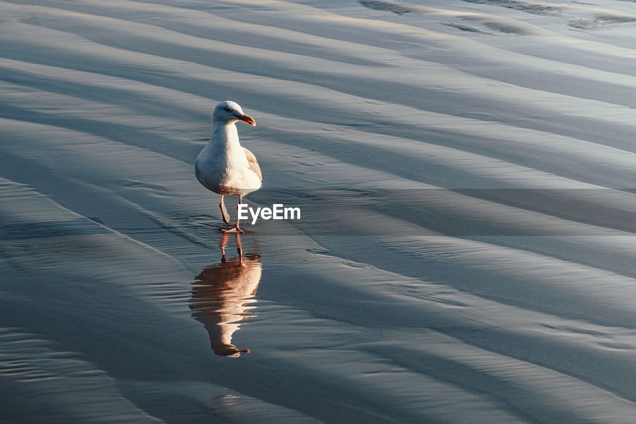 Gull reflecting in wet sand