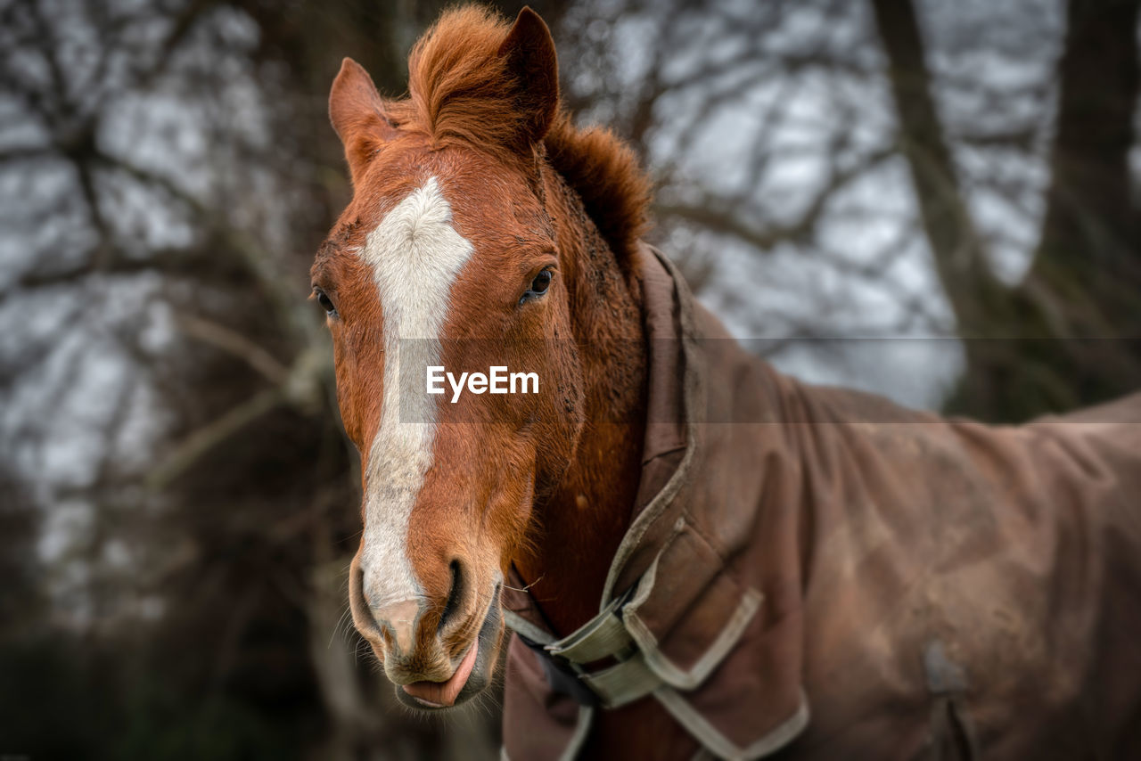 HORSE IN A WINTER