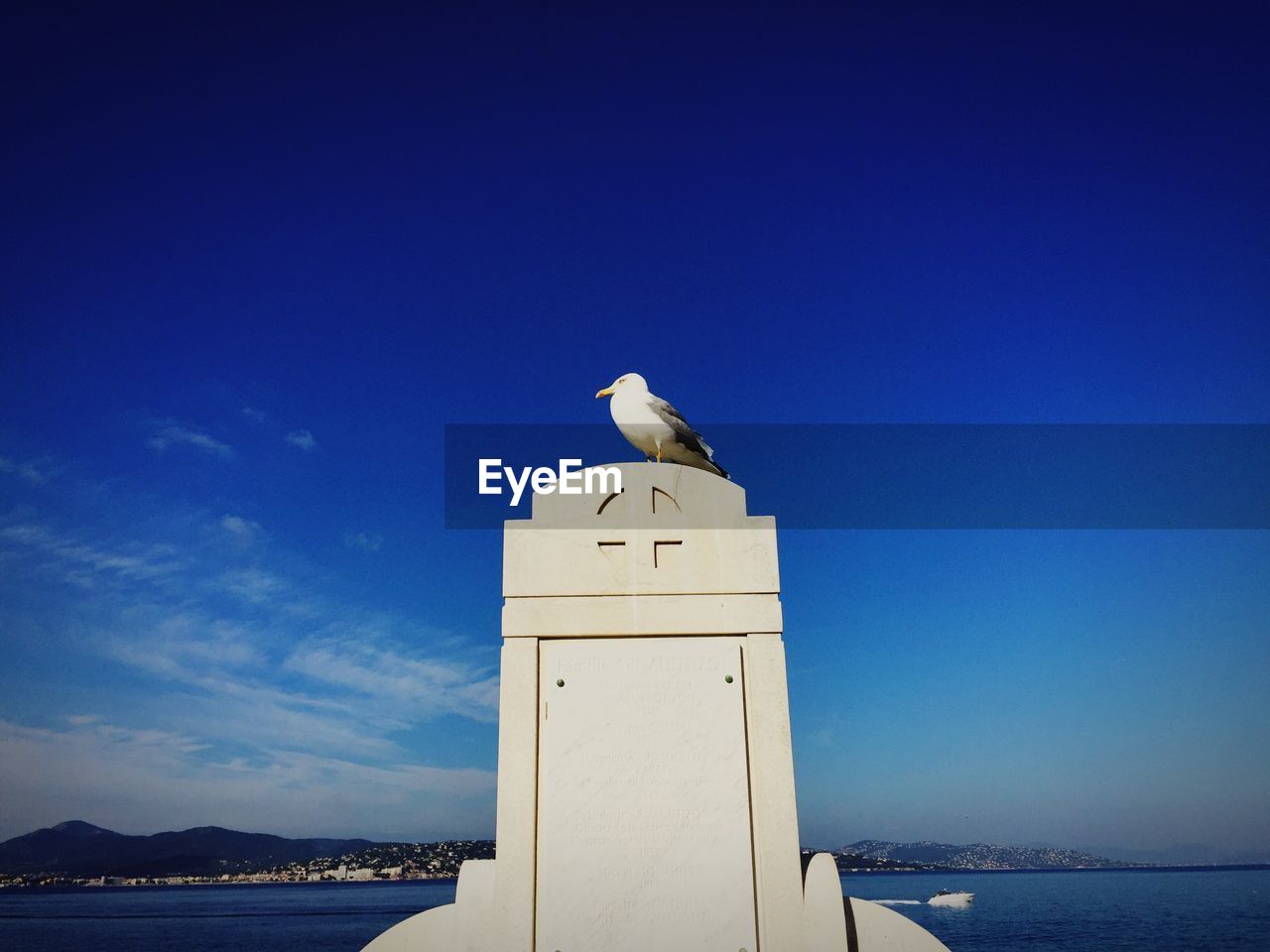 Low angle view of seagull perching on tombstone against sky