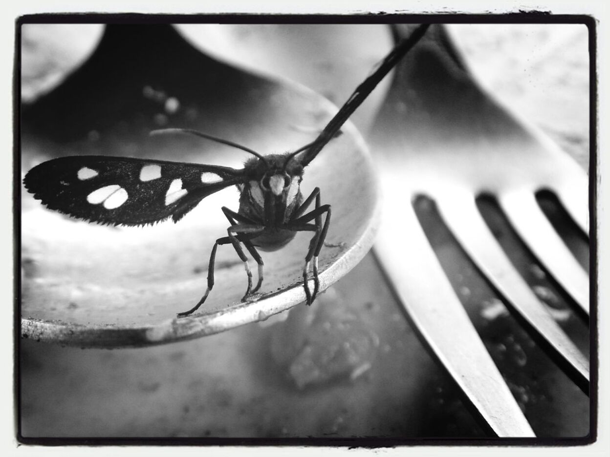 Close-up of butterfly on spoon