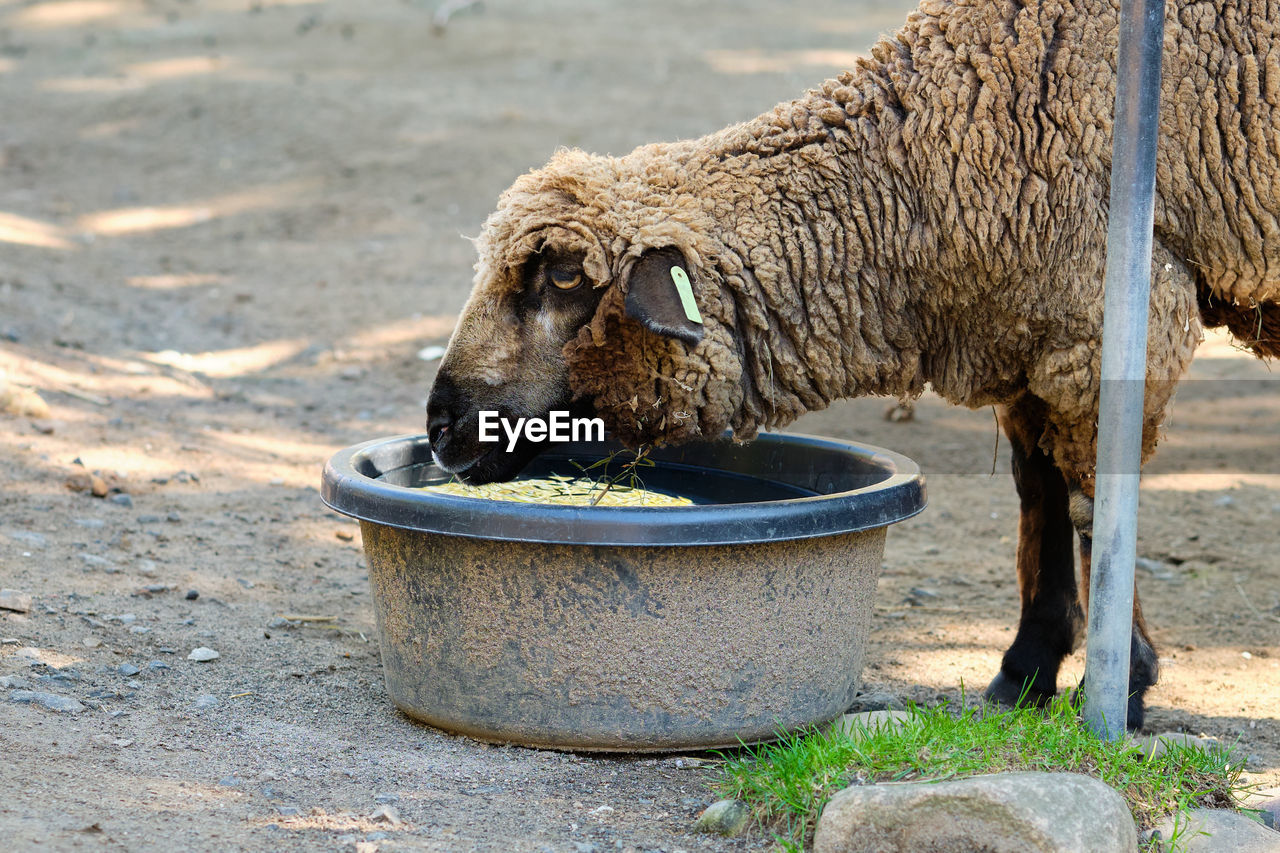 A woolly sheep drinking water at the zoo