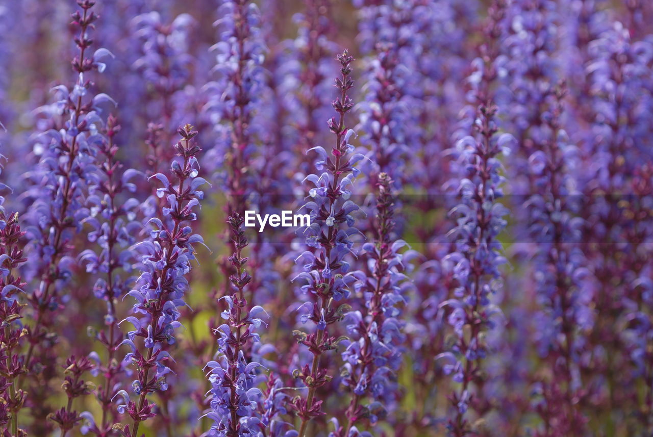 Salvia nemorosa, also known as woodland sage or balkan clary